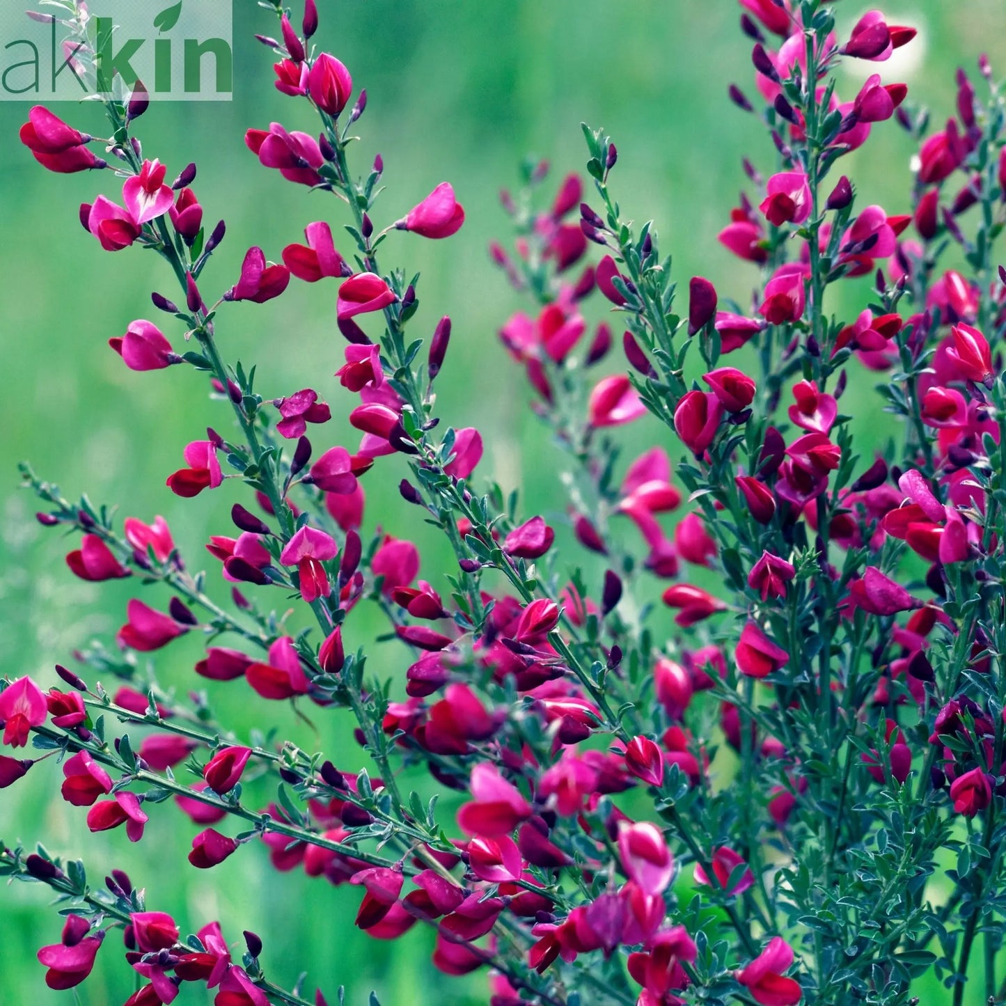 Cytisus x boskoopii 'Boskoop Ruby' 1.5L One Click Plants