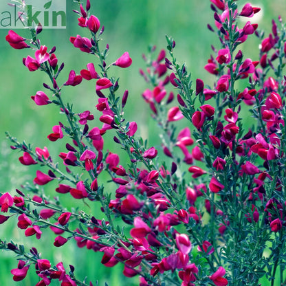Cytisus x boskoopii 'Boskoop Ruby' 1.5L One Click Plants