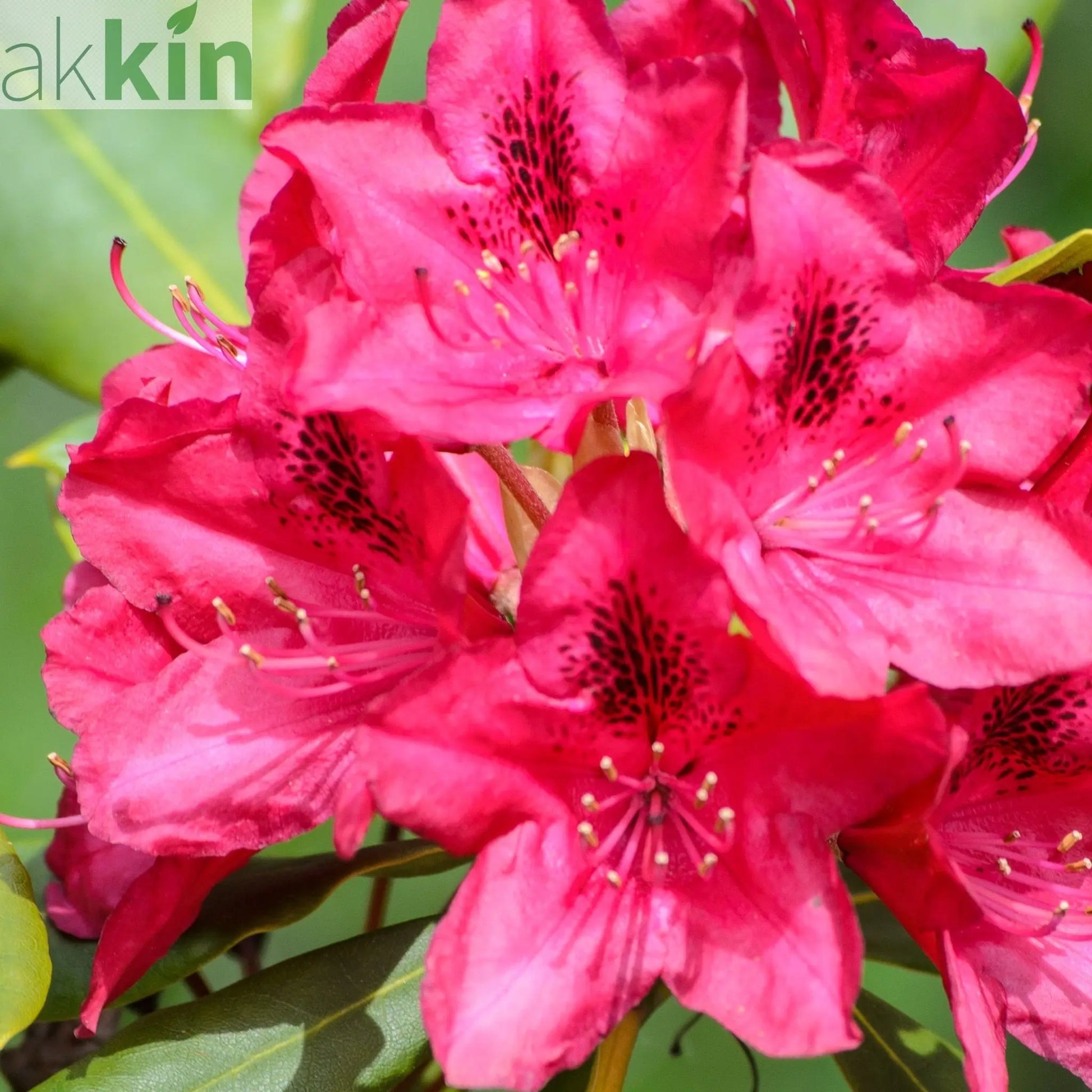 Rhododendron 'Nova Zembla' 2L / 5L One Click Plants