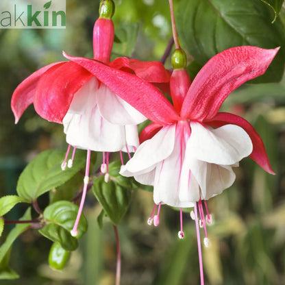 3 x Mixed Hardy Fuchsia 9cm One Click Plants