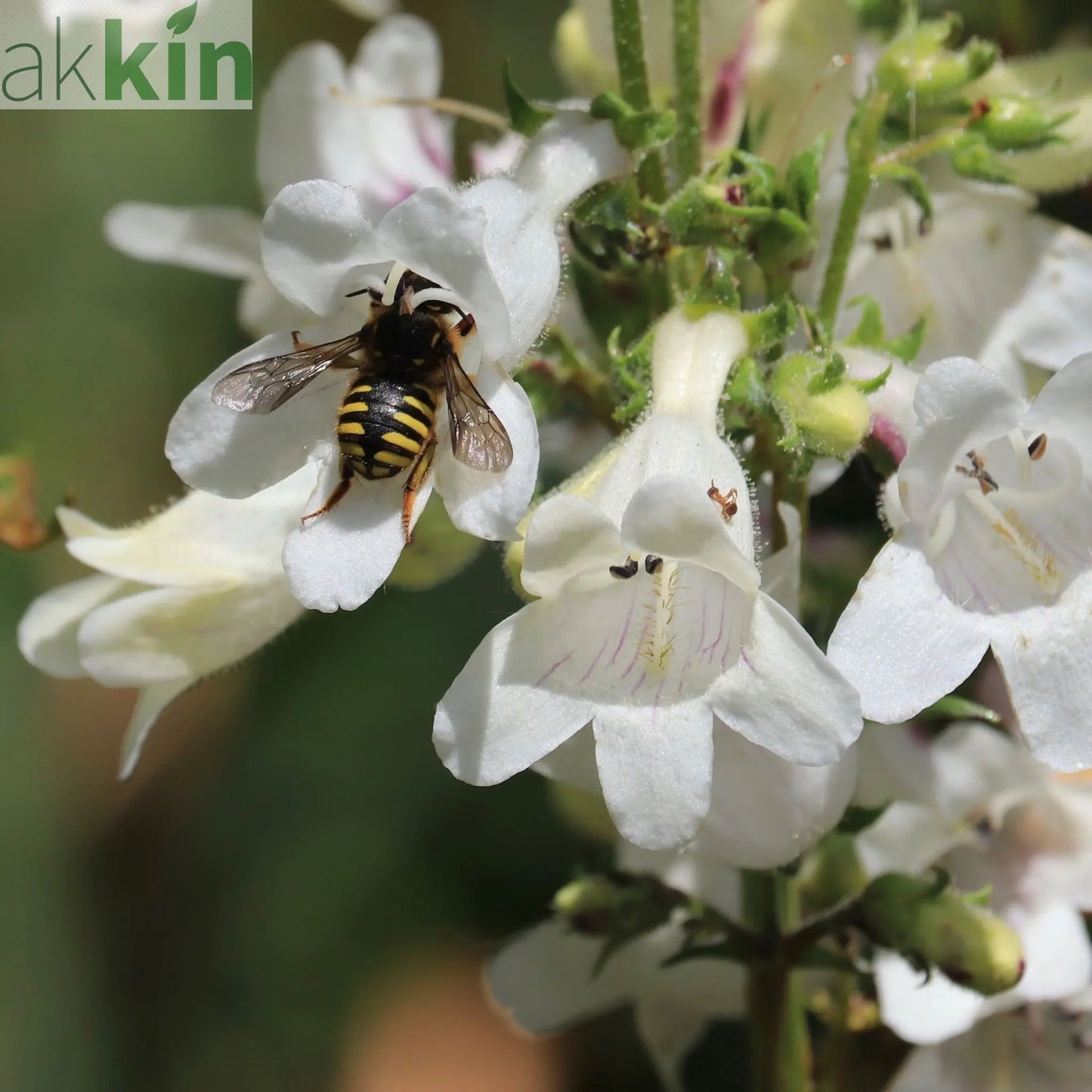 Penstemon 'Snow Storm' 9cm One Click Plants