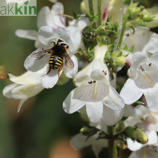 Penstemon 'Snow Storm' 9cm One Click Plants