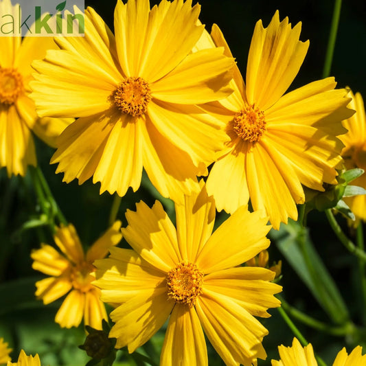 Coreopsis grandiflora 'Illico' 9cm/1.5L One Click Plants