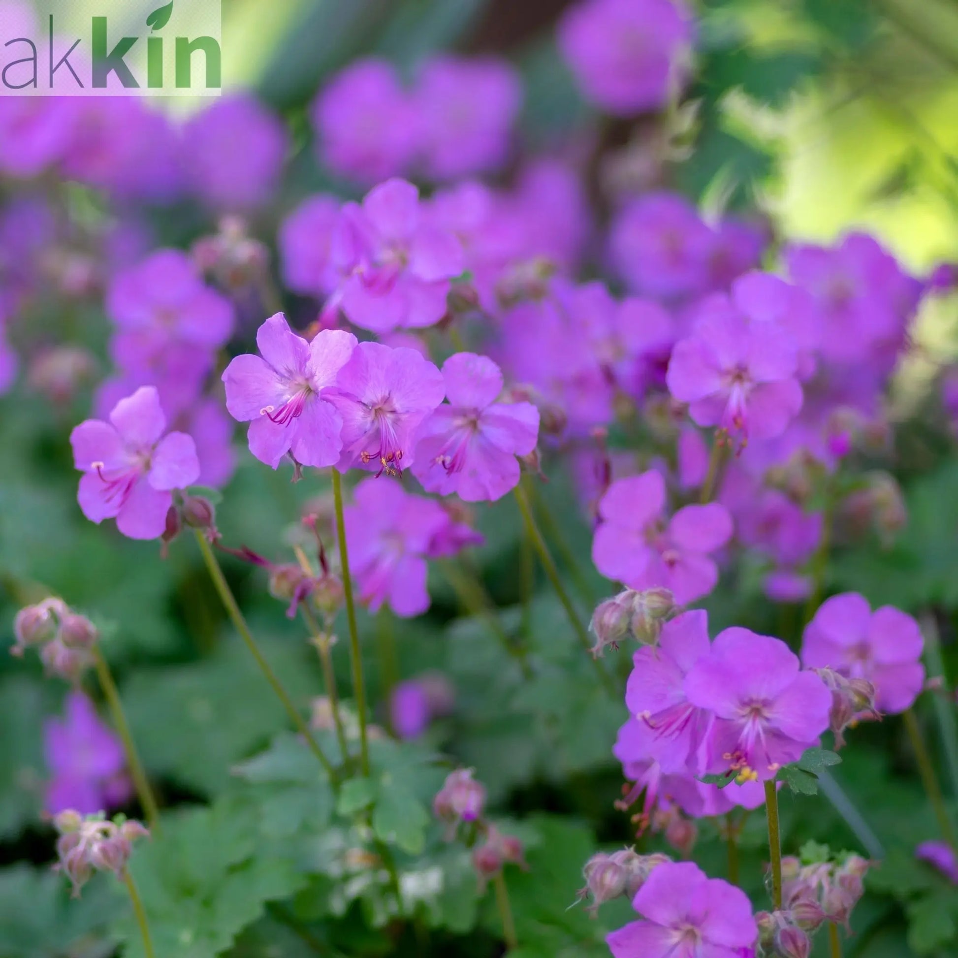 Geranium 'Karmina' 9cm / 2L One Click Plants