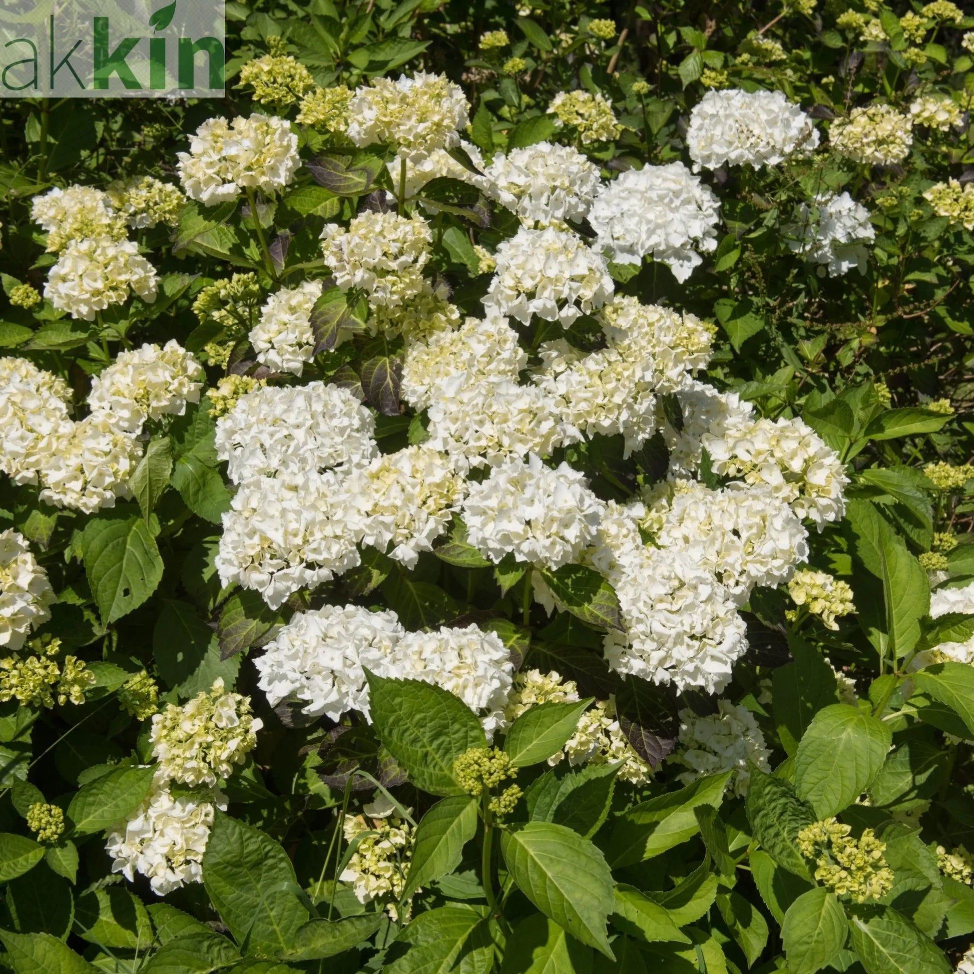 Hydrangea macrophylla 'Madame Emile Mouillere' 9cm One Click Plants