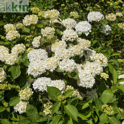 Hydrangea macrophylla 'Madame Emile Mouillere' 9cm One Click Plants