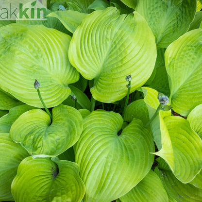 Hosta 'Sum and Substance' 9cm One Click Plants