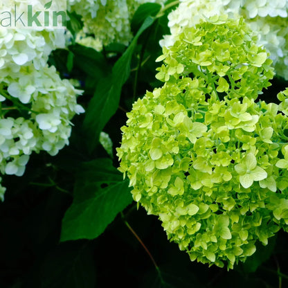 Dwarf Hydrangea arborescens BellaRagazza 'Limetta' 3L One Click Plants