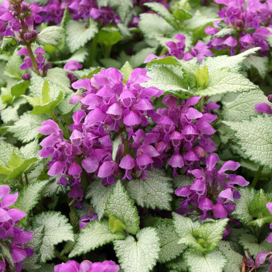 Lamium mac. Dark Purple 9cm One Click Plants