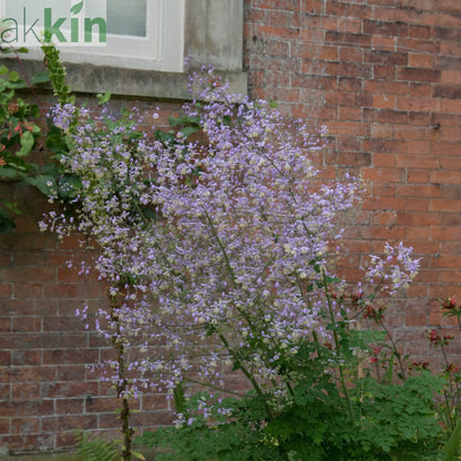Thalictrum delavayi 9cm One Click Plants
