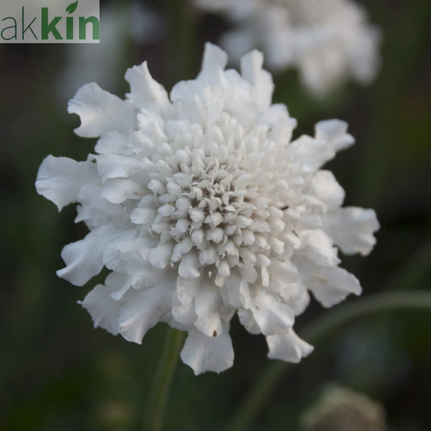 Scabious 'Kudo White' 9cm/2L One Click Plants