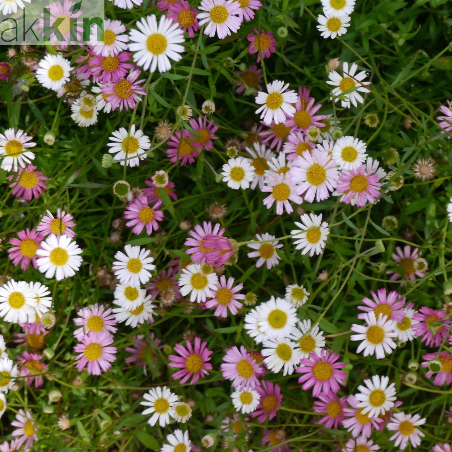 Erigeron karvinskianus Stallone 9cm One Click Plants
