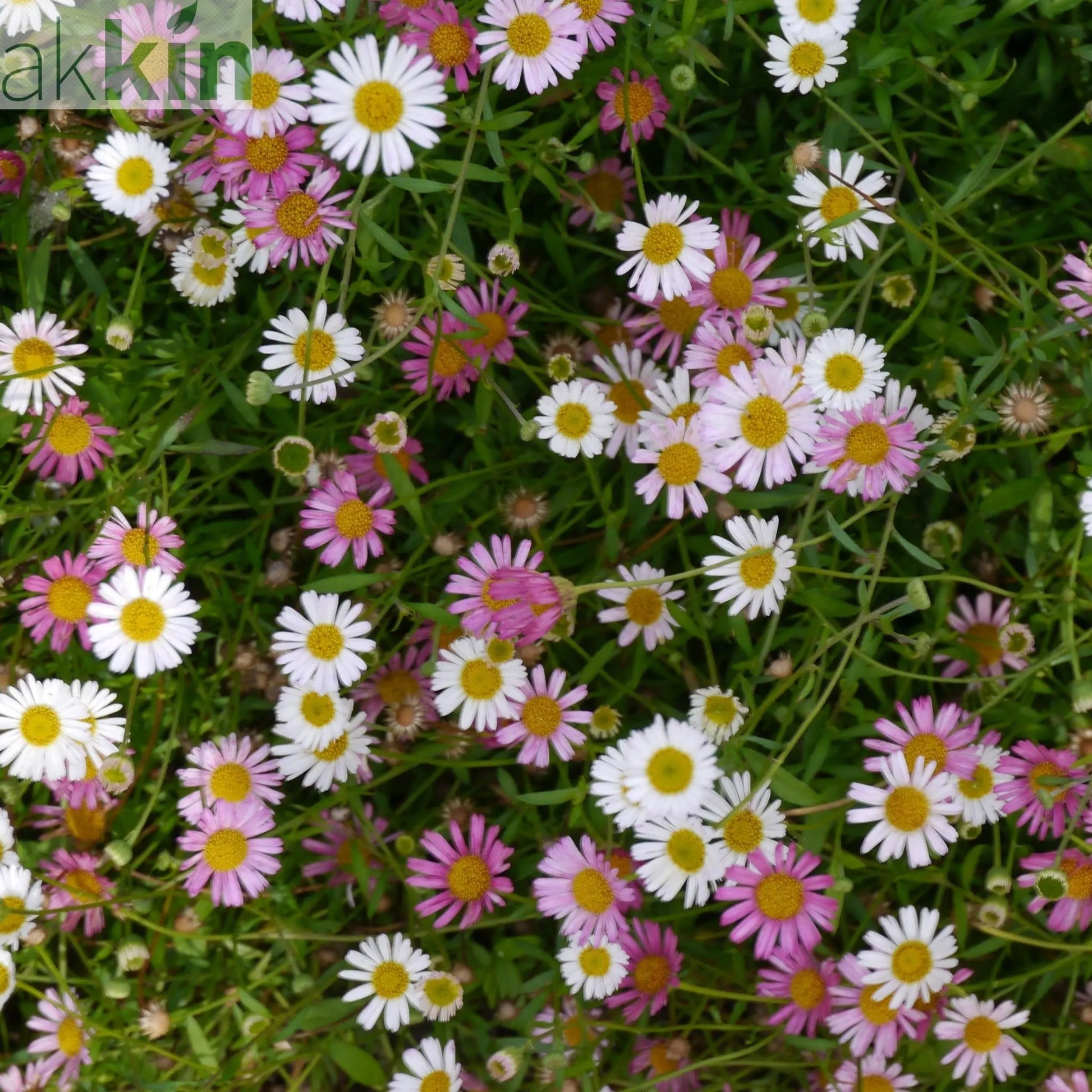 Erigeron karvinskianus Stallone 9cm One Click Plants