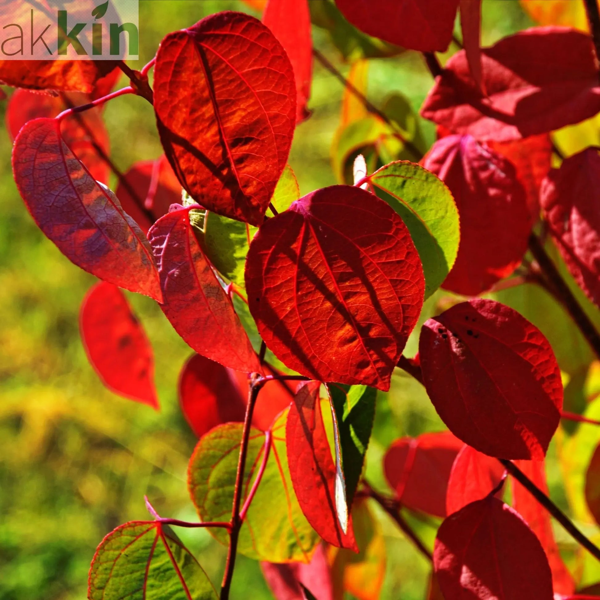 Cercidiphyllum japonicum Katsura 7.5L One Click Plants