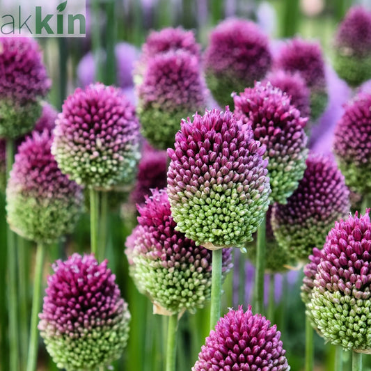 Allium sphaerocephalon One Click Plants