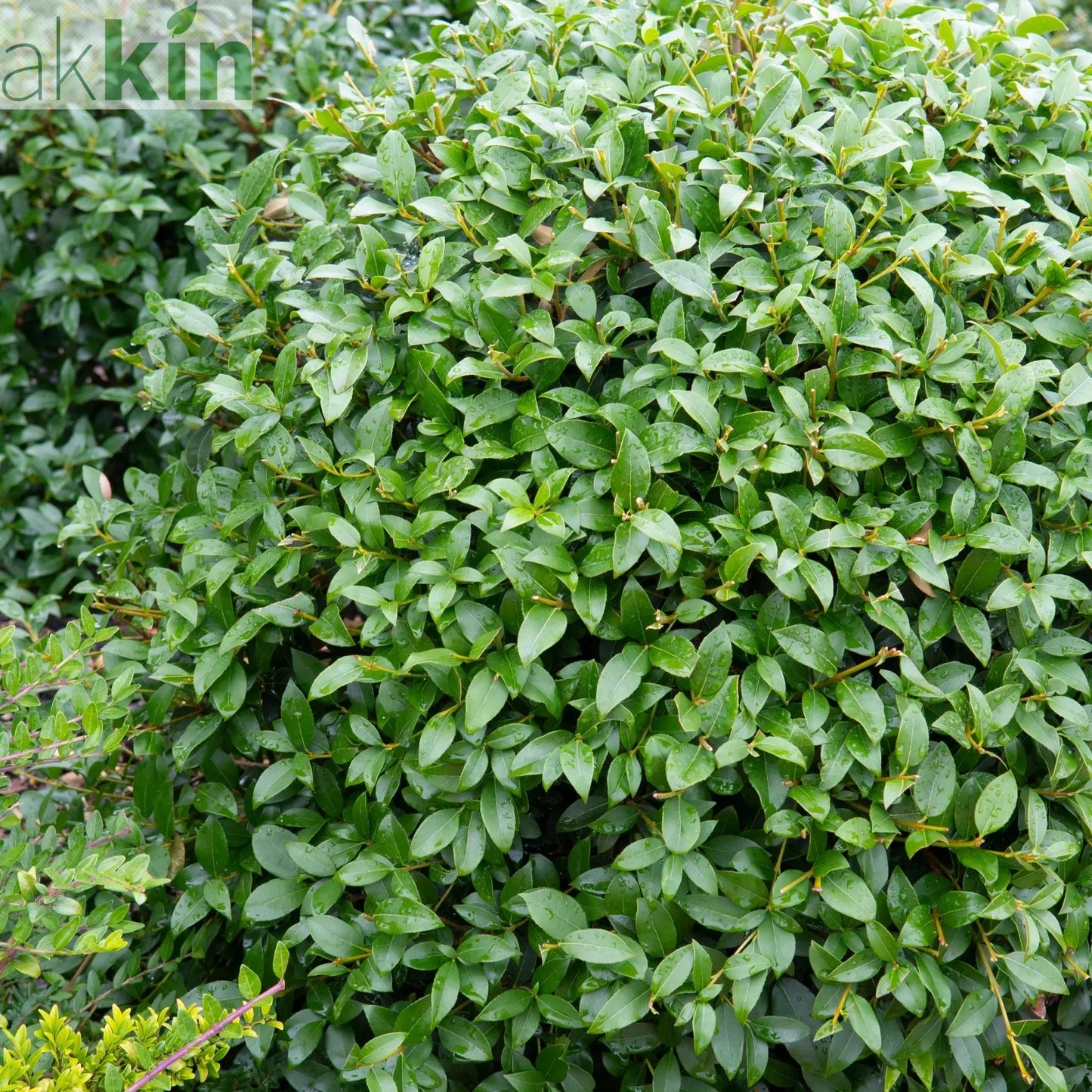 Osmanthus burkwoodii Ball 10L (35-45cm dia.) One Click Plants