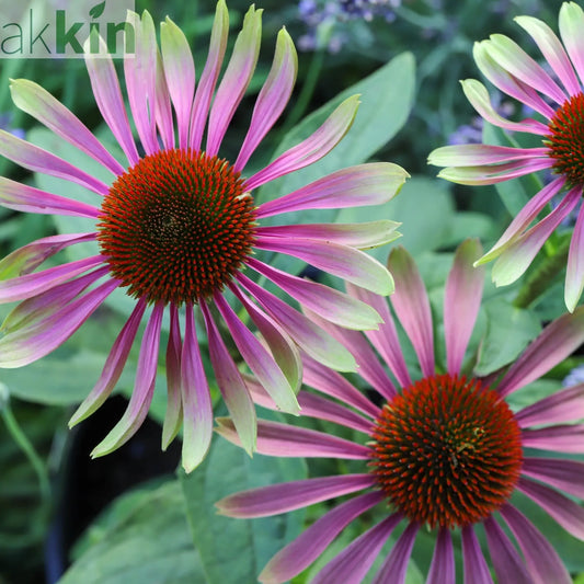 Echinacea purpurea 'Green Twister' 9cm One Click Plants