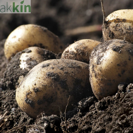 Orla Seed Potatoes 2KG One Click Plants