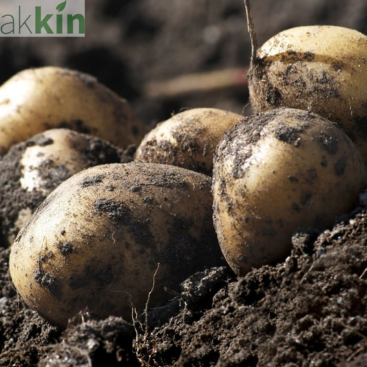 Winston Seed Potatoes 2KG One Click Plants