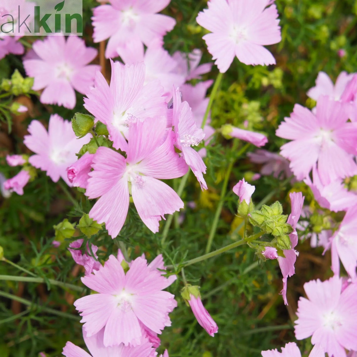 Malva moschata 'Rosea' 1L One Click Plants