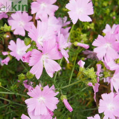 Malva moschata 'Rosea' 1L One Click Plants