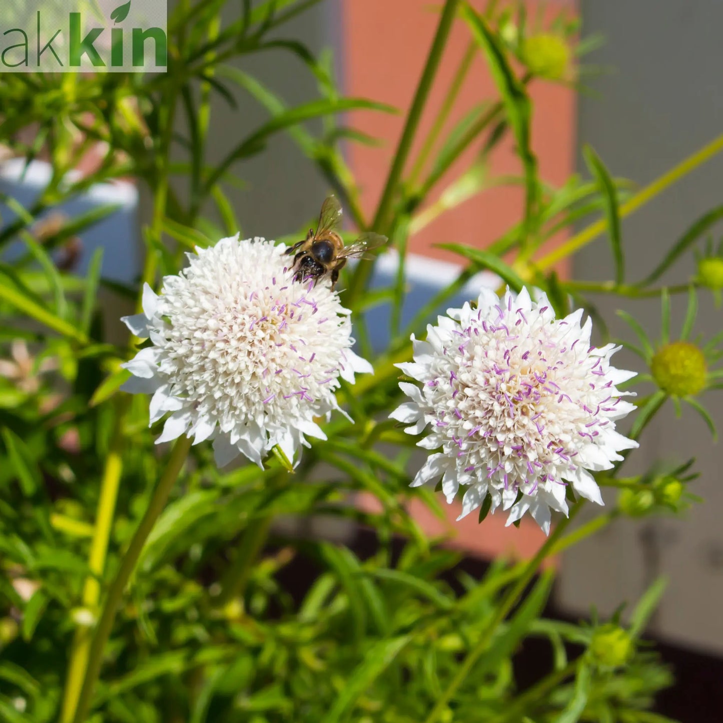 Scabious 'Kudo White' 9cm/2L One Click Plants