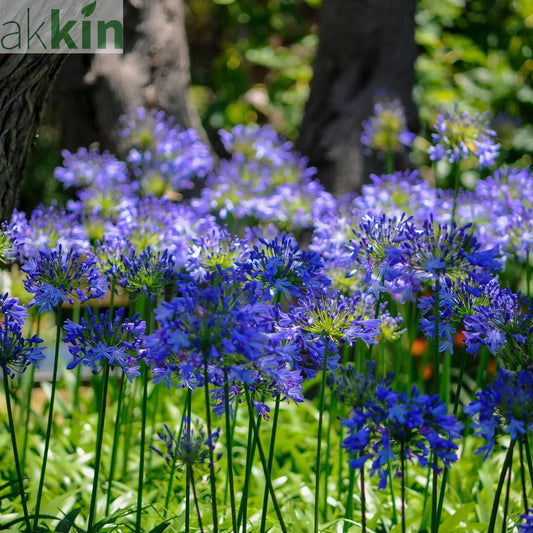 Agapanthus 'Blue Umbrella' 9cm / 2L One Click Plants