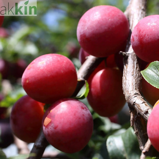 Dwarf Patio Plum Tree 'Jubileum' 1M One Click Plants