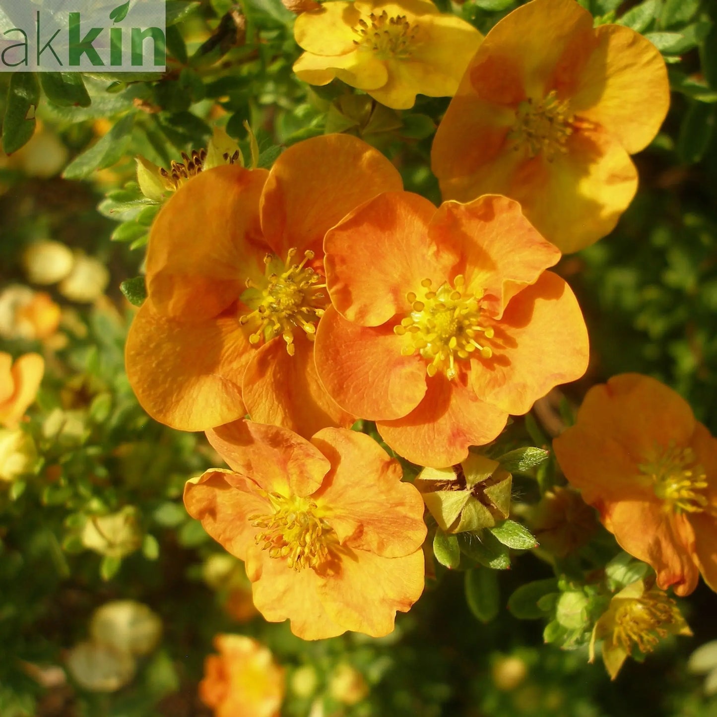 Potentilla fruticosa 'Tangerine' 1L One Click Plants