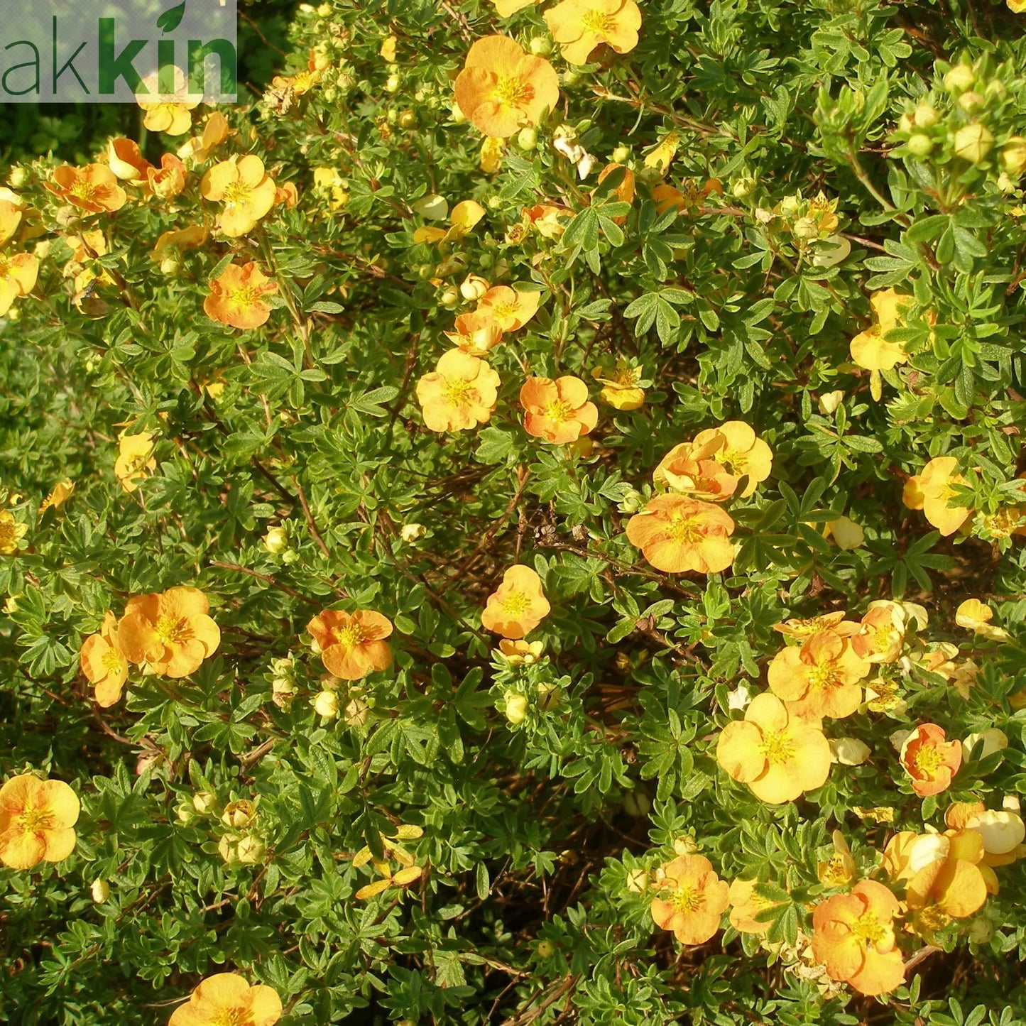 Potentilla fruticosa 'Tangerine' 1L One Click Plants