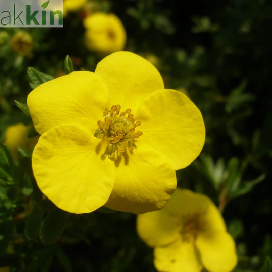 Potentilla fruticosa 'Kobold' 2L One Click Plants