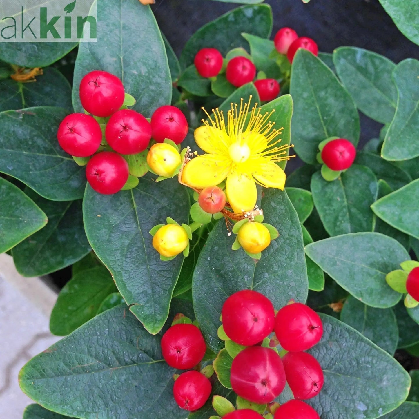 Hypericum 'Red Berry' 2L One Click Plants