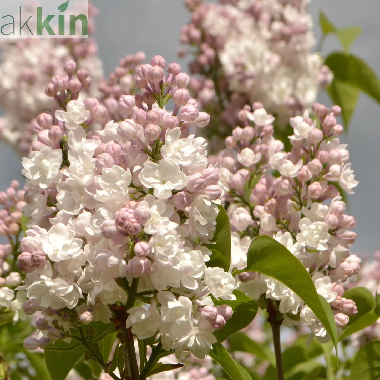 Syringa vulgaris 'Beauty of Moscow' - Krasavitsa Moskvy (Lilac) 3L One Click Plants