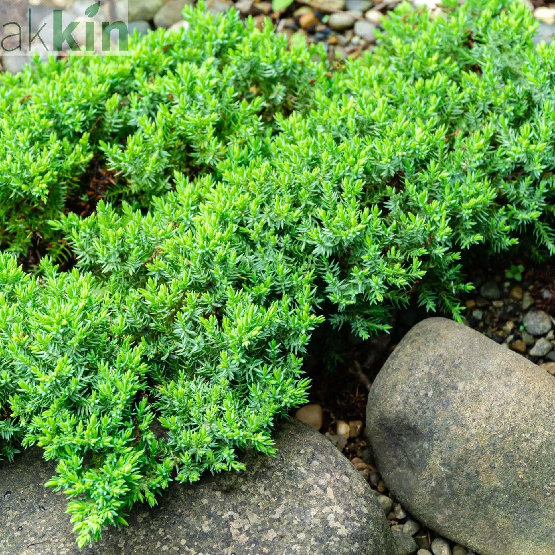Juniperus procumbens 'Nana' 2L One Click Plants