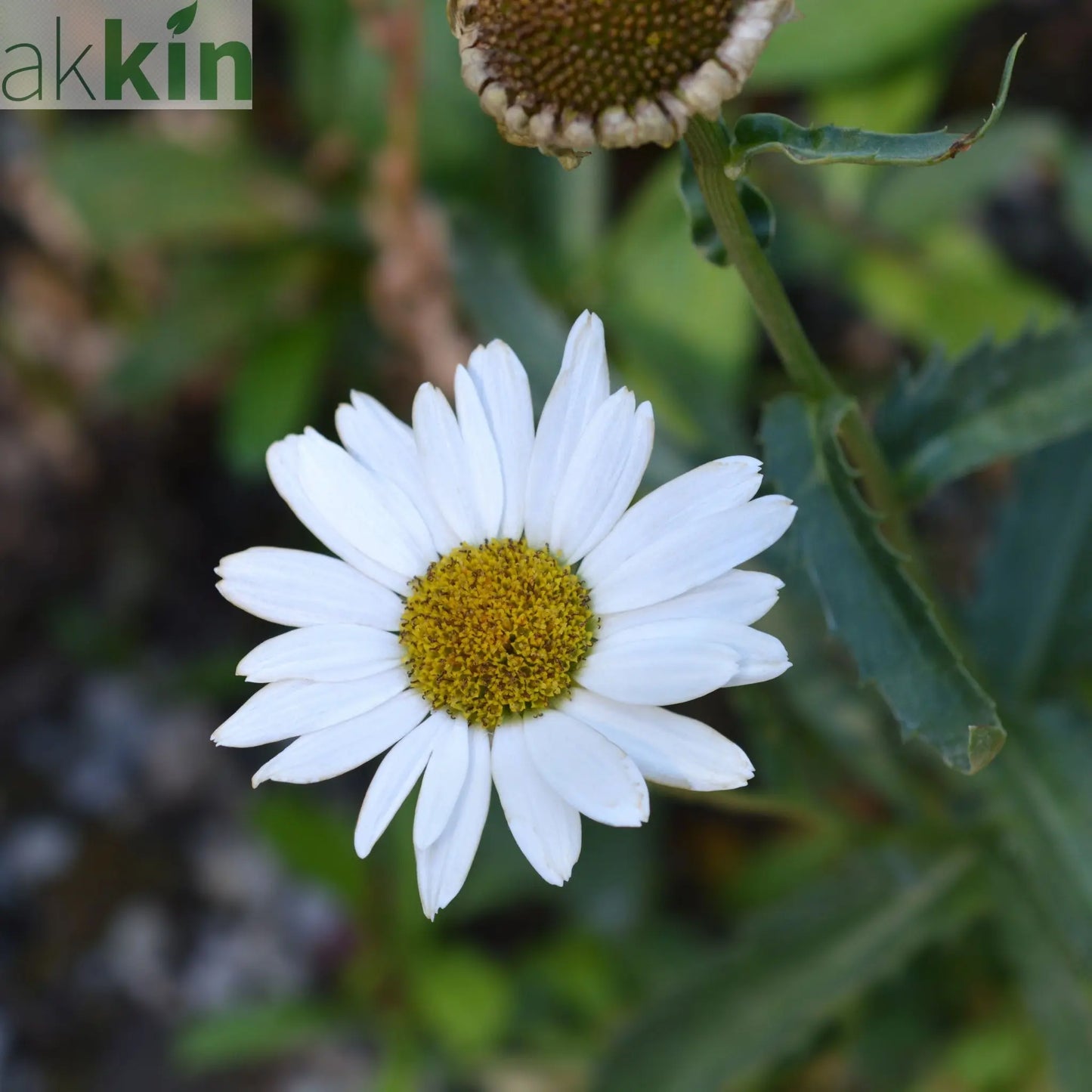 Leucanthemum 'Silver Princess' 9cm One Click Plants