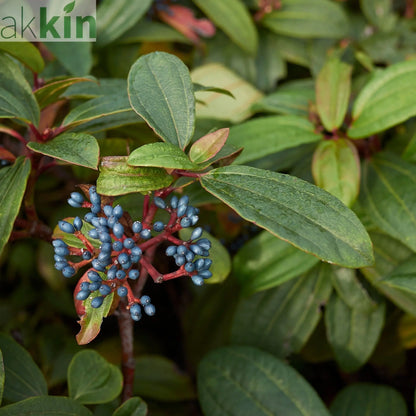 Viburnum davidii 9cm One Click Plants