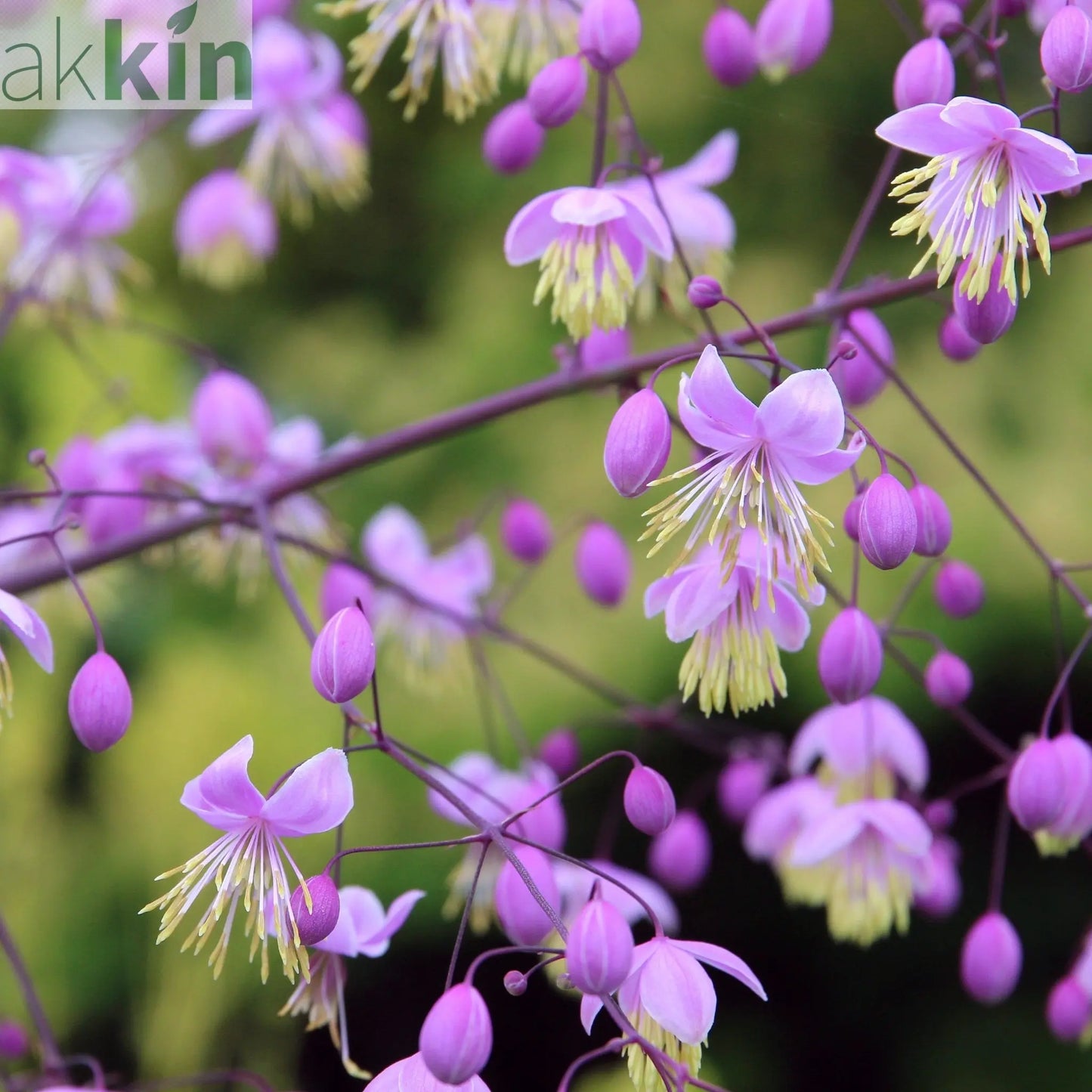 Thalictrum delavayi 9cm One Click Plants