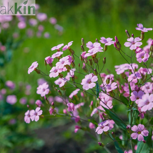 Gypsophila Rose 1.5L One Click Plants