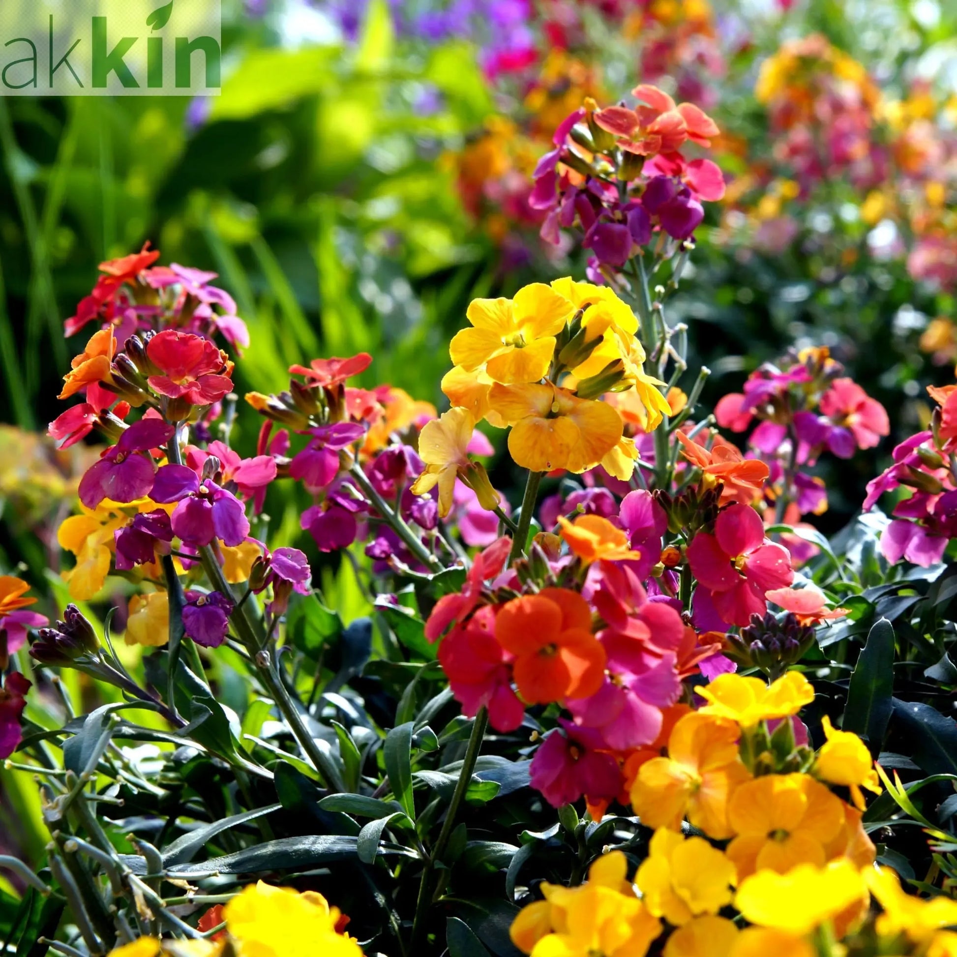 Erysimum 'Erysistible Sunset' 9cm One Click Plants