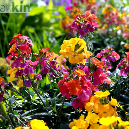 Erysimum 'Erysistible Sunset' 9cm One Click Plants