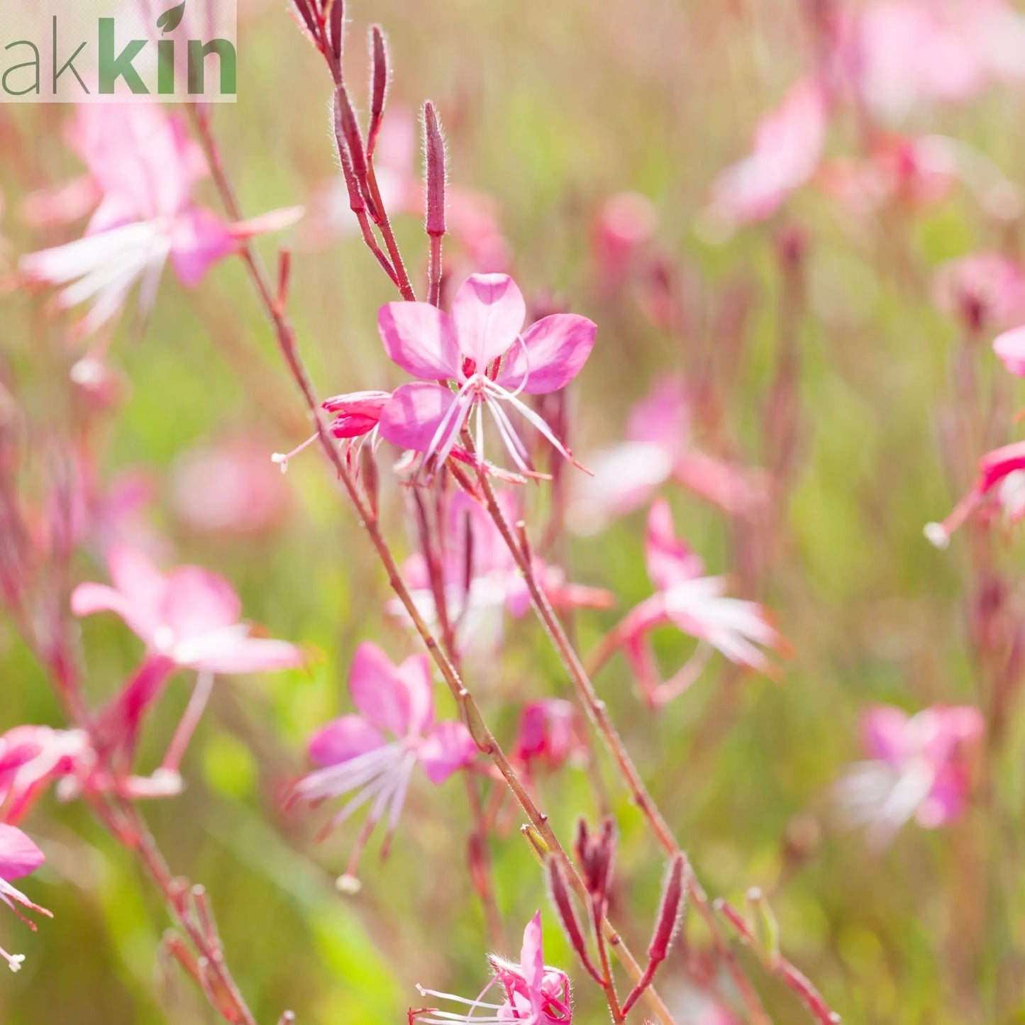 Gaura 'Siskiyou Pink' (9cm) One Click Plants