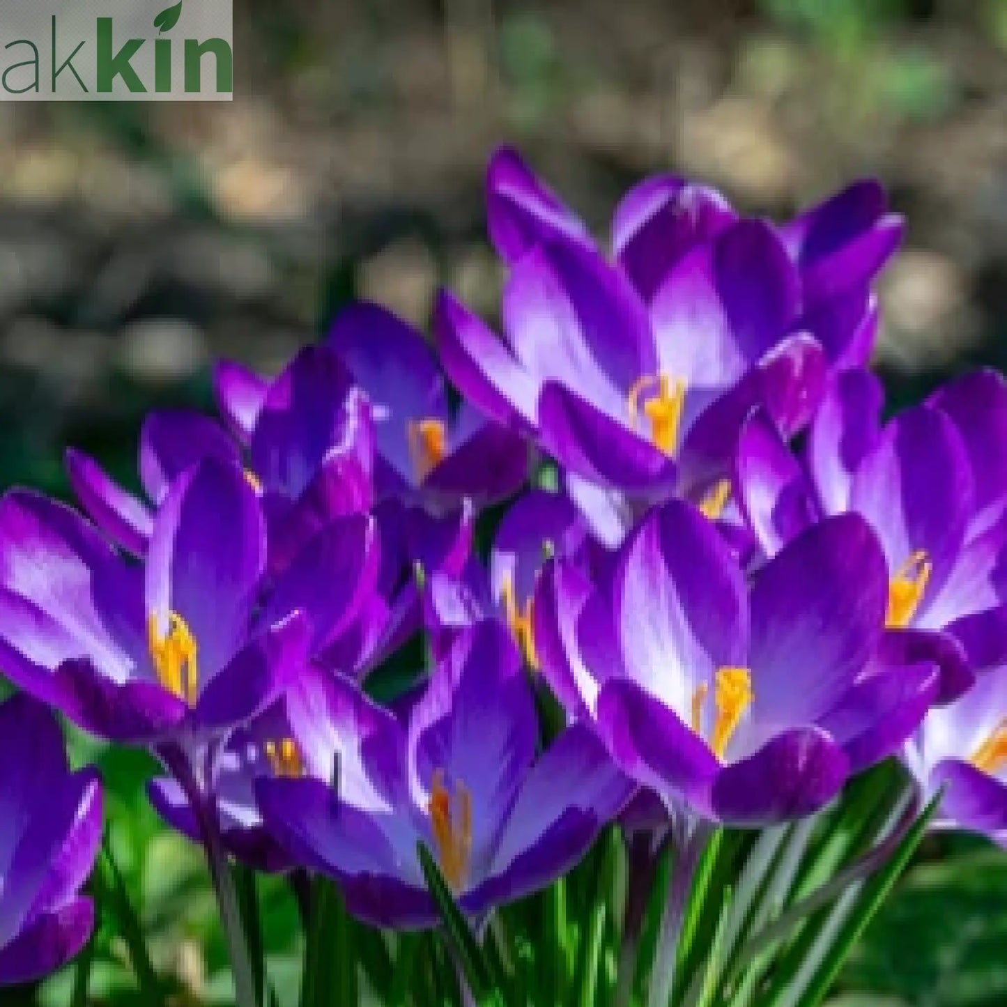 Specie Crocus 'Ruby Giant' (12 Bulbs) One Click Plants