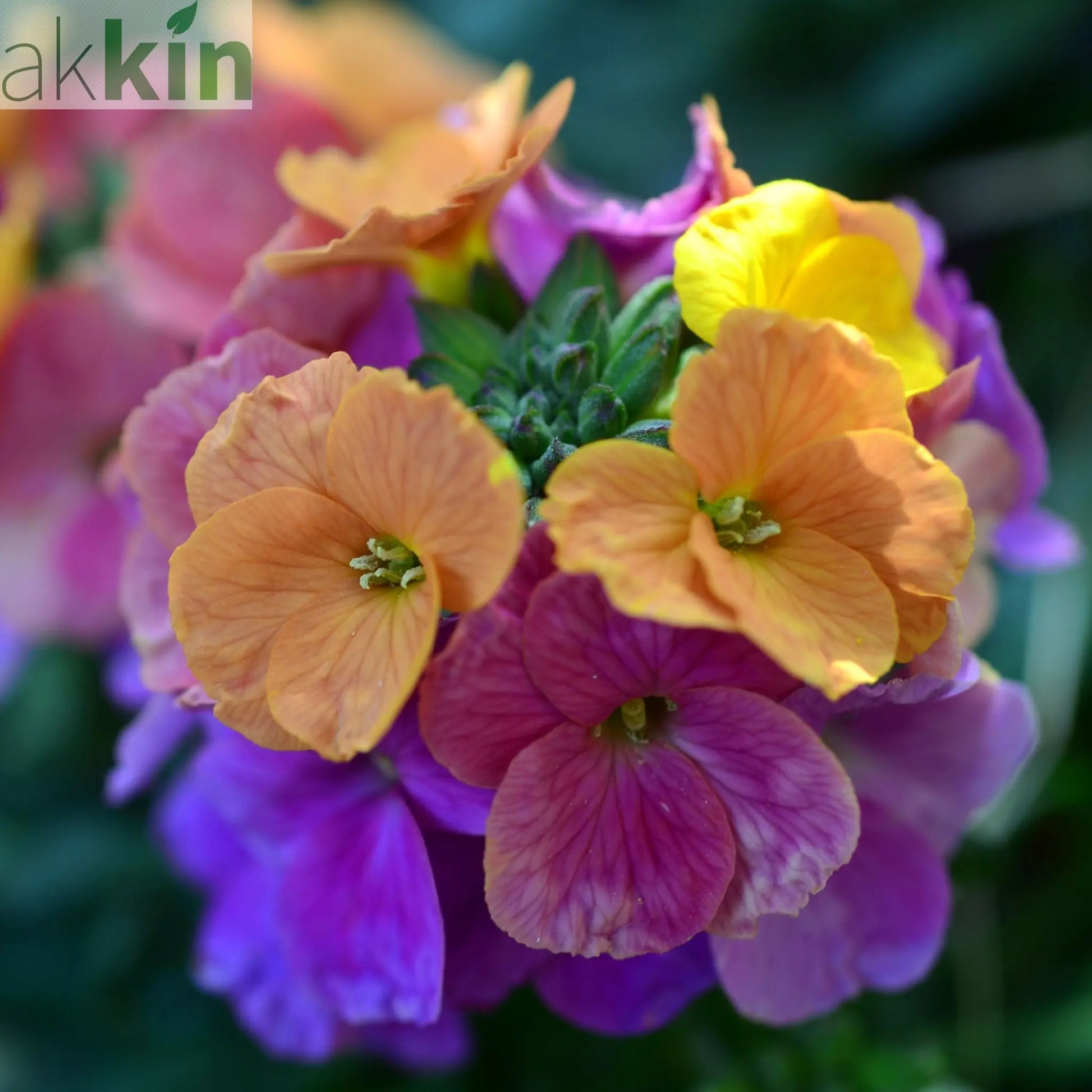 Erysimum 'Erysistible Magenta' 9cm One Click Plants