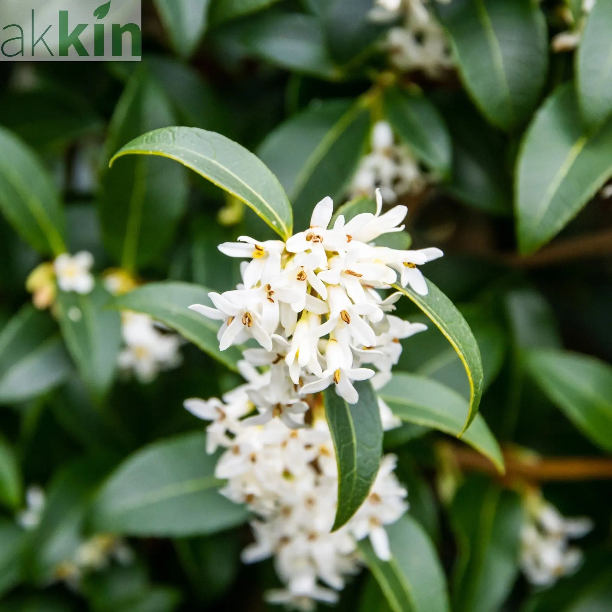 Osmanthus burkwoodii Ball 10L (35-45cm dia.) One Click Plants
