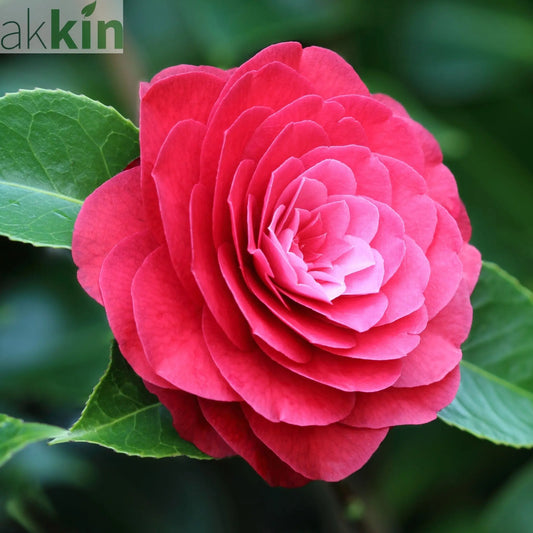 Camellia japonica 'Roja' 40-50cm One Click Plants