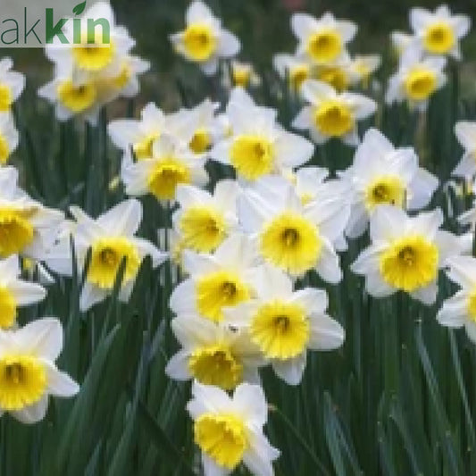Narcissi Scented White Mix | Dwarf White Daffodil Bulbs (8 Bulbs) One Click Plants