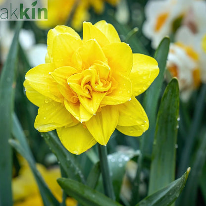 Daffodil 'Golden Ducat' (15 Bulbs) One Click Plants