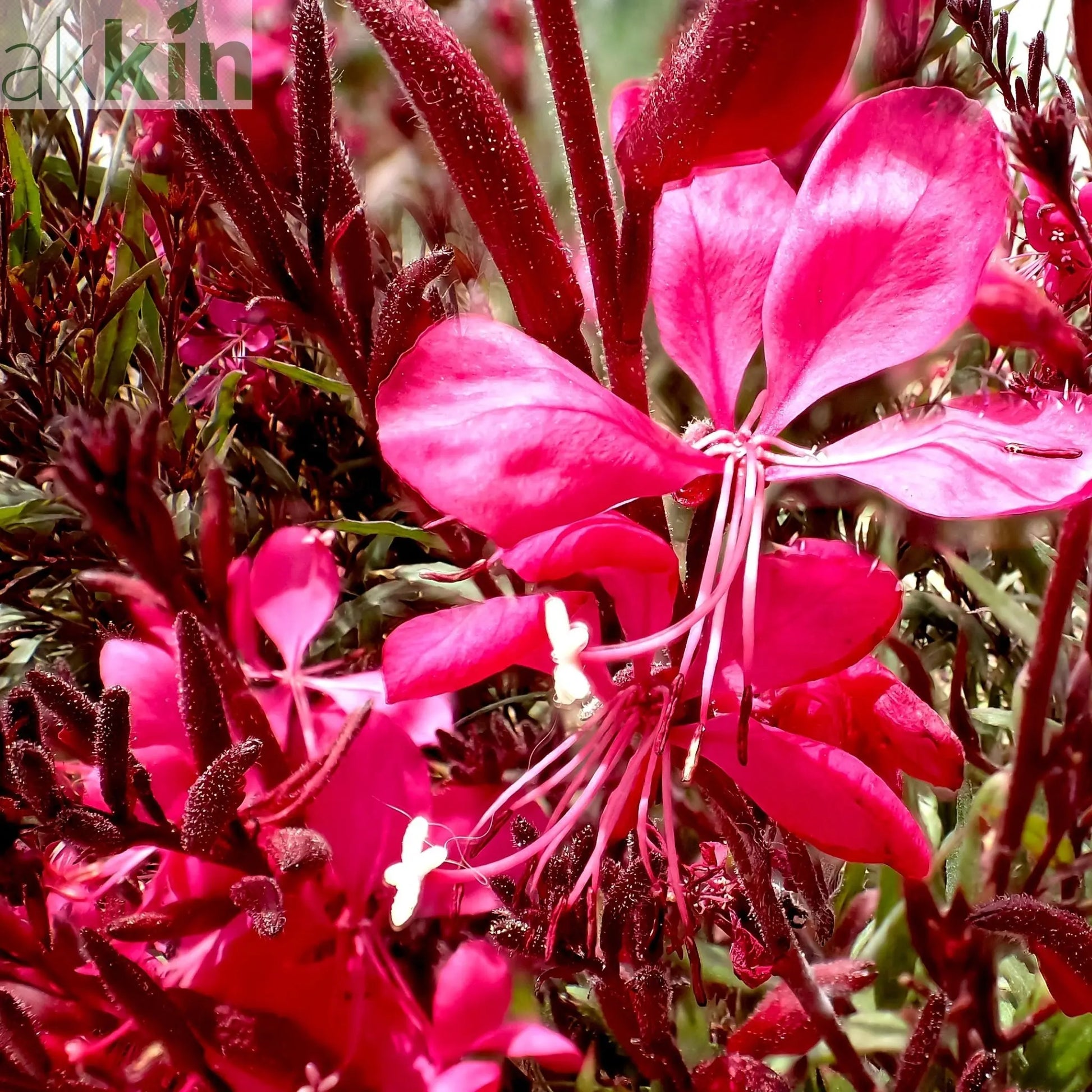 Gaura lindheimeri Gaudi Red 9cm/1.5L One Click Plants