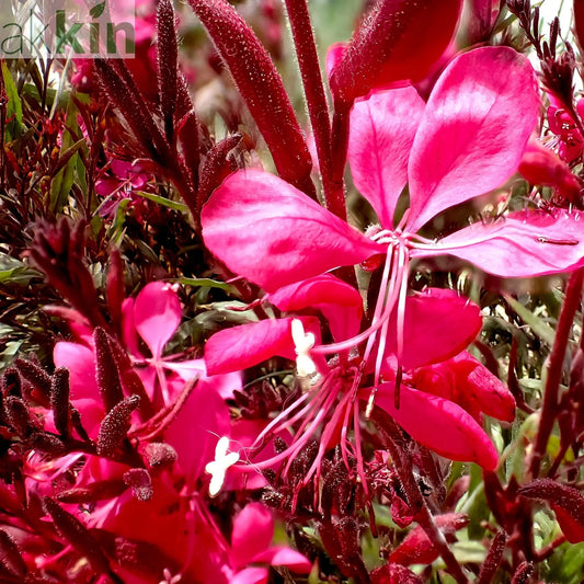 Gaura lindheimeri Gaudi Red 9cm/1.5L One Click Plants