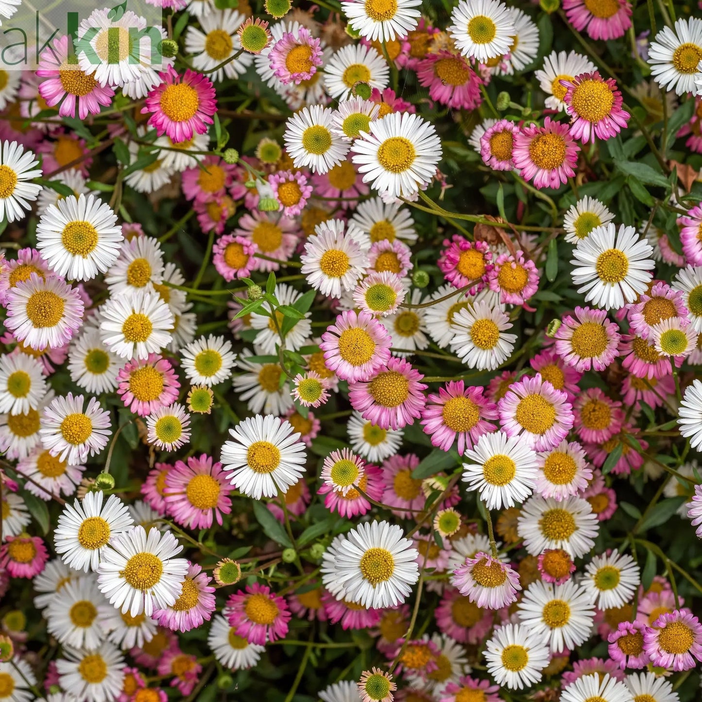 Erigeron karvinskianus Stallone 9cm One Click Plants